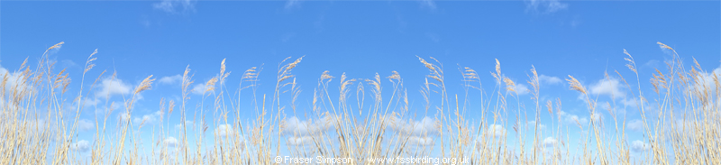 Phragmites, Rainham Marshes, April 2026 � Fraser Simpson