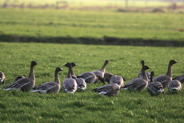 Pink-footed Geese 2005 Fraser Simpson