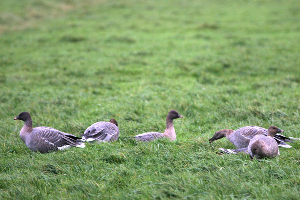 Pink-footed Geese 2005 Fraser Simpson