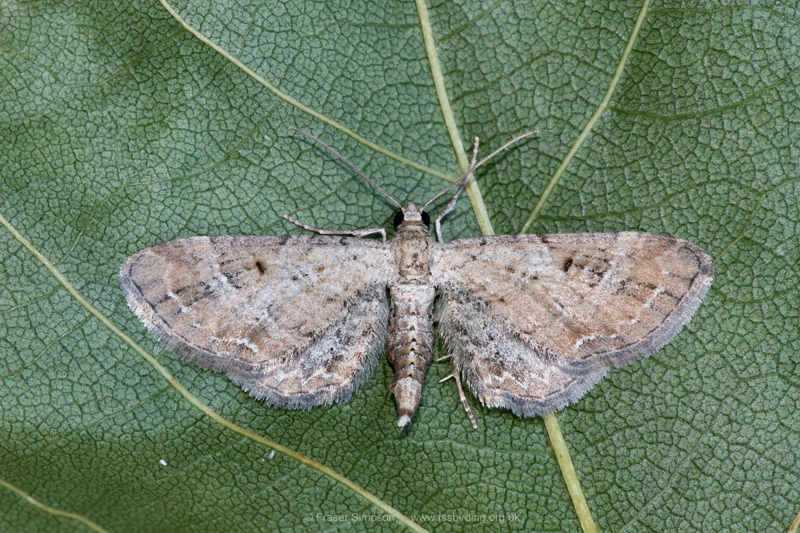 Plain Pug (Eupithecia simpliciata)  Fraser Simpson