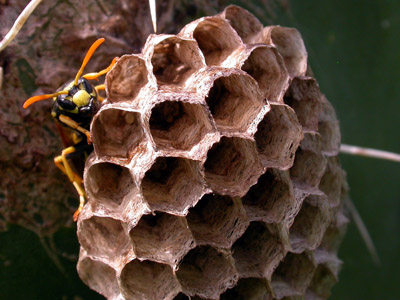 Polistes  2007 Fraser Simpson
