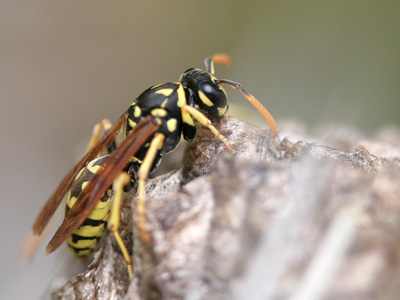 Polistes  2007 Fraser Simpson