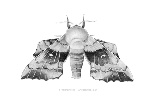 Poplar Hawk-moth drawing  Fraser Simpson
