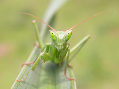 Praying Mantis  2007 Fraser Simpson