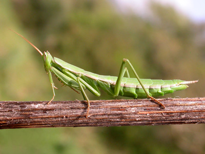 Praying Mantis  2007 Fraser Simpson