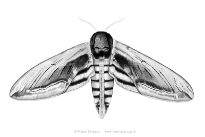 Privet Hawk-moth drawing  Fraser Simpson