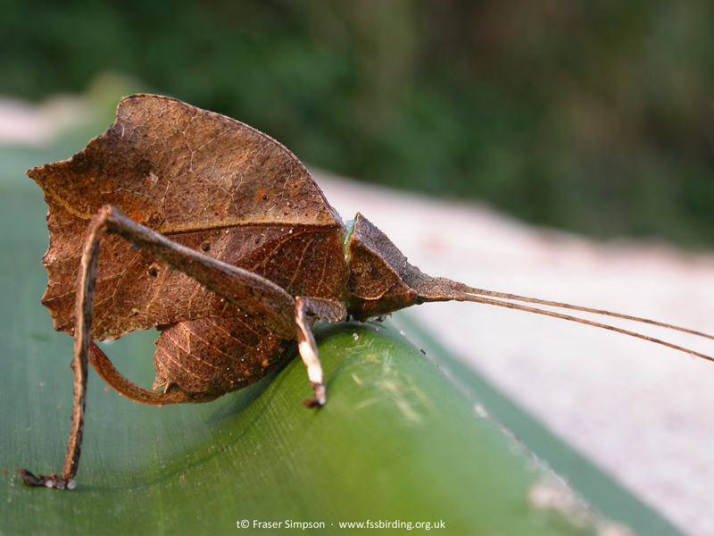 unknown leaf-mimicking katydid (Typophyllum sp.), Peru, Aug 2005 � Fraser Simpson