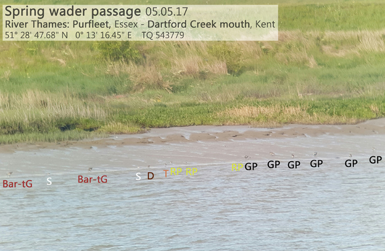 Spring wader passage, Purfleet, River Thames, Essex/London 5 May 2017