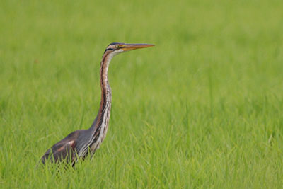 Purple Heron, Maliakos Kolpos Delta  2005  F. S. Simpson