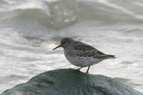 Purple Sandpiper 2005 Fraser Simpson
