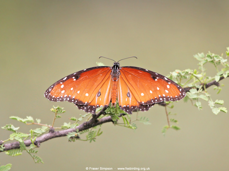 Striated Queen (Danaus gilippus thersippus), Arizona, USA, Aug 2006 � Fraser Simpson