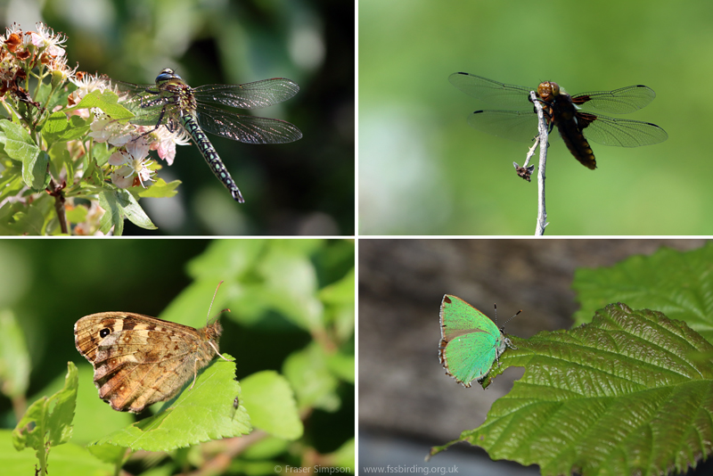 Hairy Dragonfly, Broad-bodied Chaser, Speckled Wood, Green Hairstreak, Rainham Marshes  Fraser Simpson