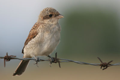 Red-backed Shrike (juv), Epanomi  2005  F. S. Simpson