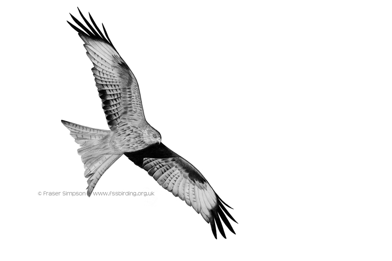 Red Kite drawing  Fraser Simpson