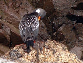 Red-legged Cormorant