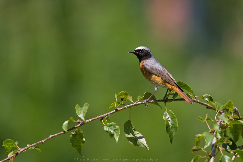 Common Redstart (Phoenicurus phoenicurus)  Cesky Krumlov, Czech Republic  Fraser Simpson 