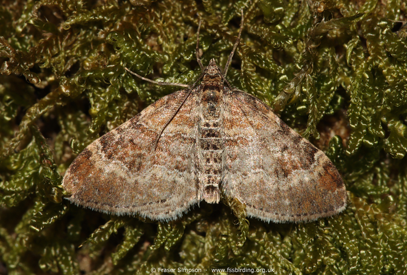 Red Twin-spot Carpet (-Xanthorhoe spadicearia) © Fraser Simpson
