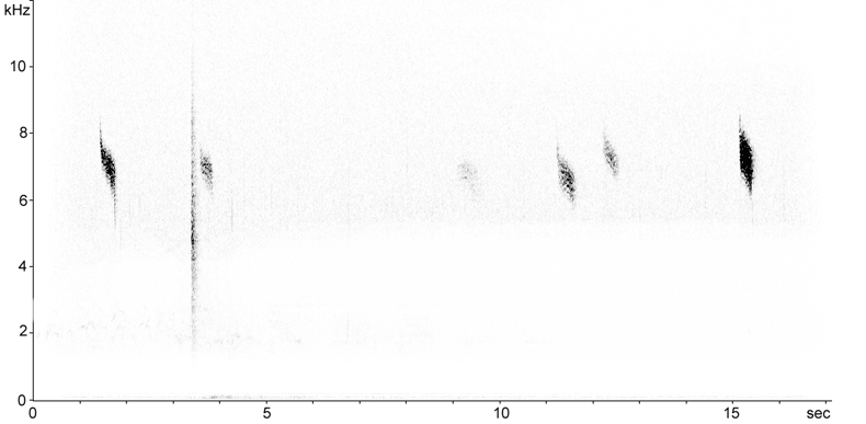 Sonogram of Redwing (Turdus iliacus) flight call