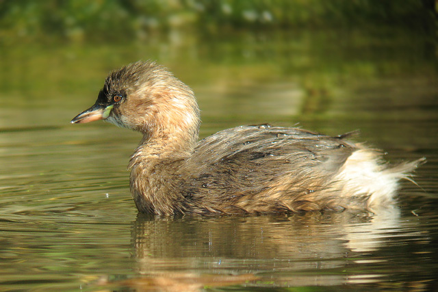 Little Grebe  Tachybaptus ruficollis Digiscoped  2007 Fraser Simpson