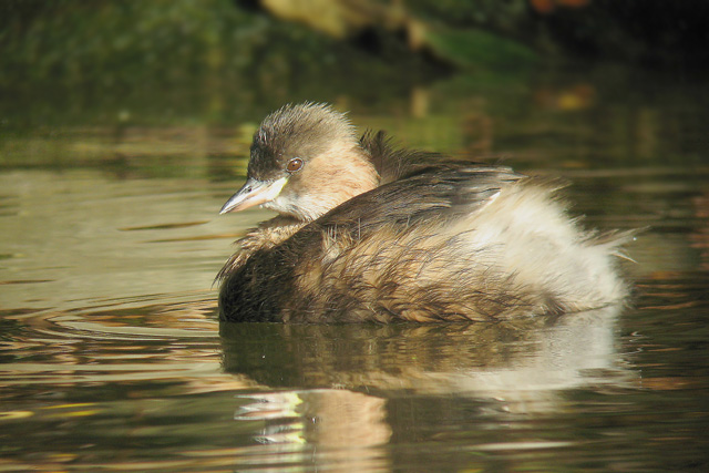 Little Grebe  Tachybaptus ruficollis Digiscoped  2007 Fraser Simpson