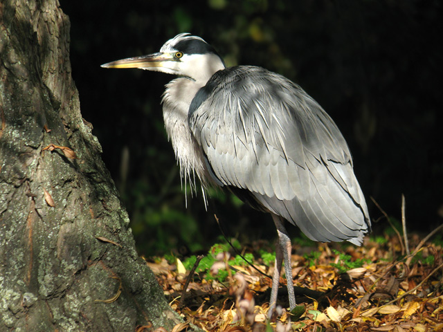 Grey Heron  Ardea cinerea Digiscoped  2007 Fraser Simpson