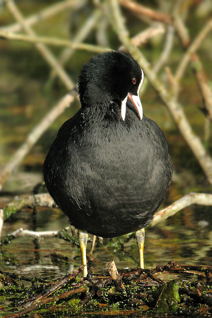 Coot  Fulica atra Digiscoped  2007 Fraser Simpson