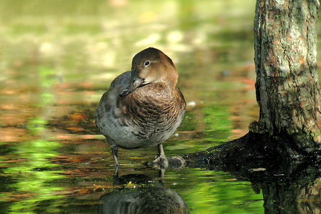 Pochard  Aythya ferina  2007 Fraser Simpson