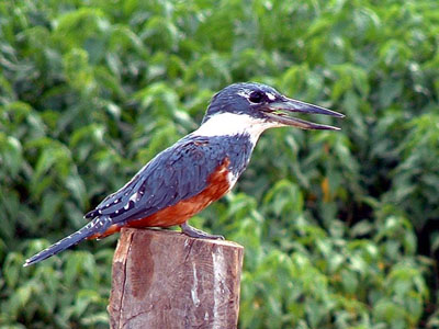 Ringed Kingfisher