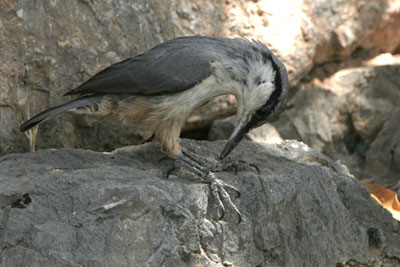 Western Rock Nuthatch, Delphi,  2005  F. S. Simpson