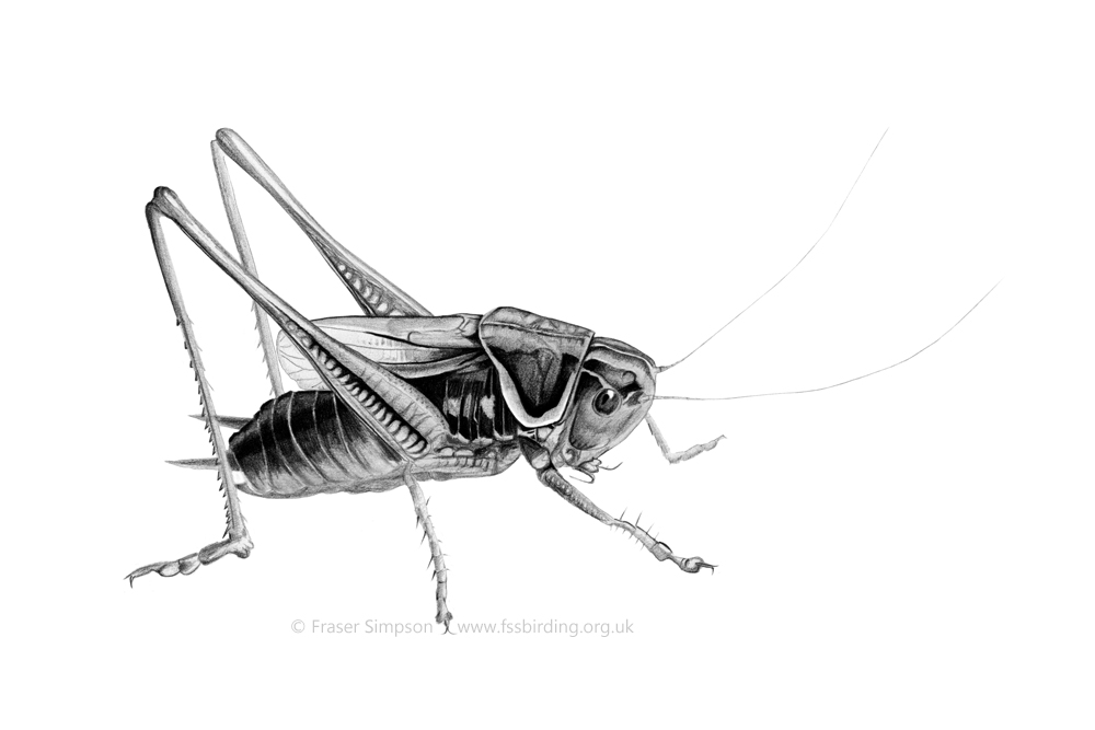 Roesel's Bush-cricket drawing  Fraser Simpson
