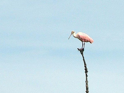 Roseate Spoonbill