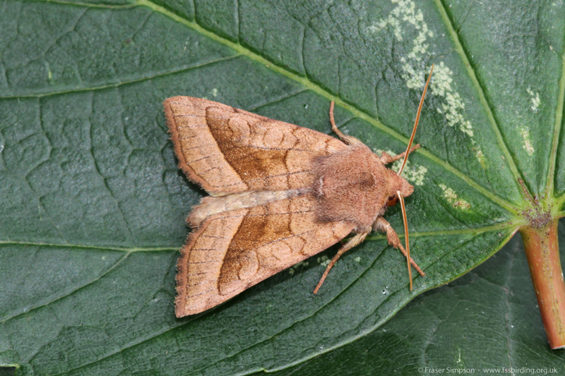 Rosy Rustic (Hydraecia micacea)  Fraser Simpson