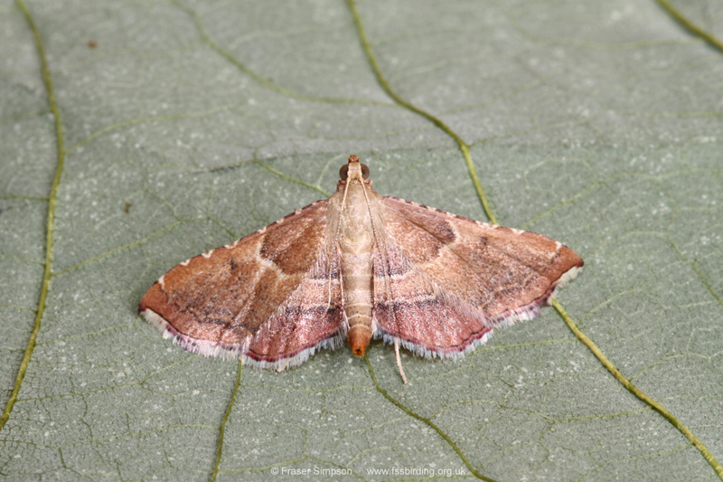 Rosy Tabby (Endotricha flammealis)  Fraser Simpson