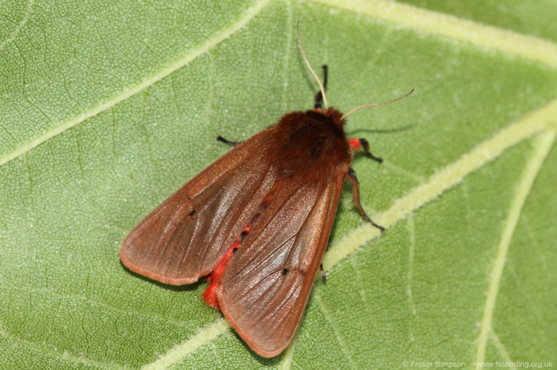 Ruby Tiger (Phragmatobia fuliginosa)  Fraser Simpson