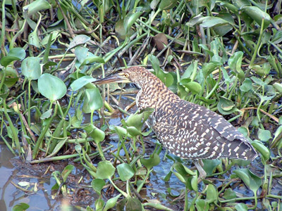 Rufescent Tiger-heron