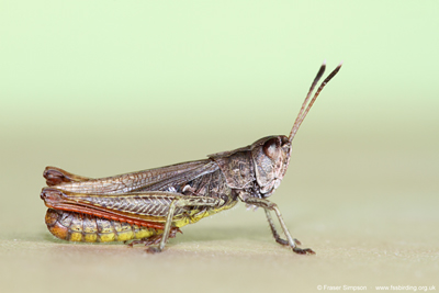 Rufous Grasshopper/White-clubbed Grasshopper (Gomphocerippus rufus)  Fraser Simpson