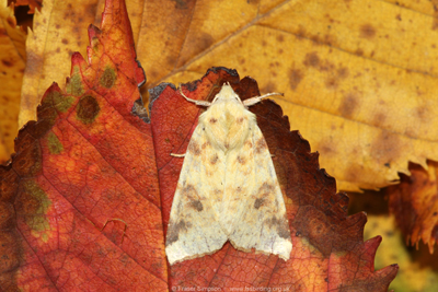 The Sallow (Cirrhia icteritia)  Fraser Simpson