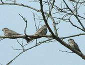 Sand-coloured Nighthawk