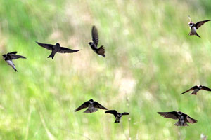 Sand Martin 2006 Fraser Simpson