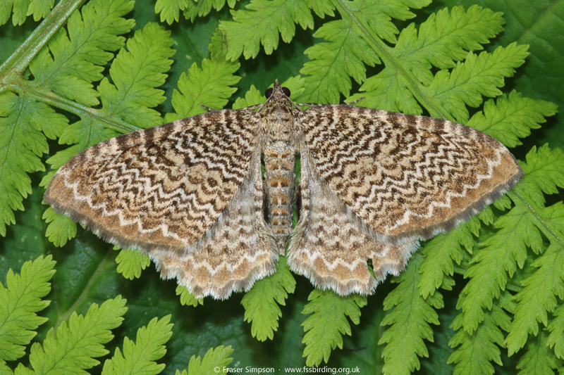 Scallop Shell (Hydria undulata) © Fraser Simpson