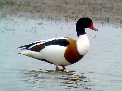 Phonescoped Shelduck 2006 Fraser Simpson