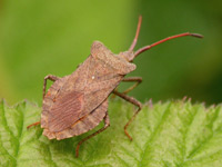 Squash Bug