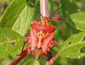 Shield Bug