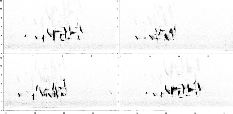 Sonogram of Shore Lark song