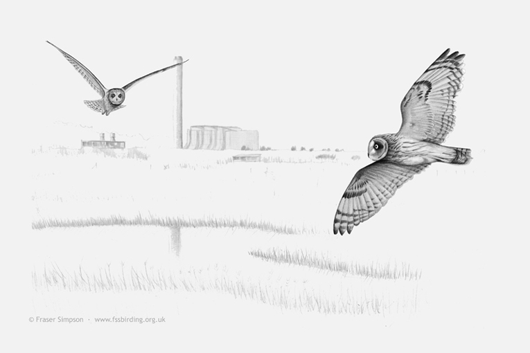 Drawing of Short-eared Owls, Rainham Marshes 2015  Fraser Simpson