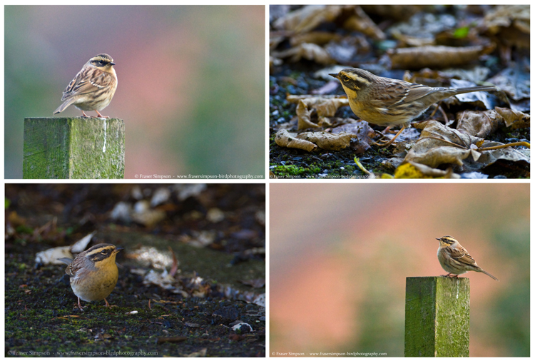 Siberian Accentor (Prunella montanella), Easington, East Yorkshire 15-16 October 2016  Fraser Simpson    www.fssbirding.org.uk