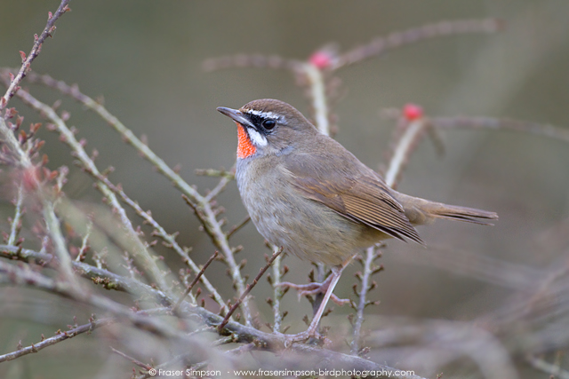 Siberian Rubythroat  2016 Fraser Simpson
