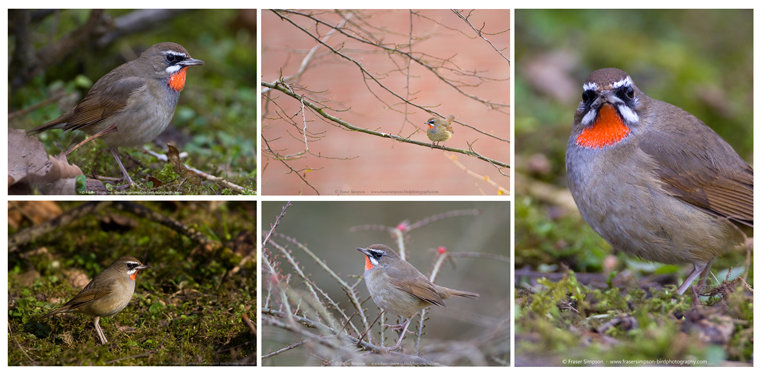 Siberian Rubythroat (Calliope calliope), Hoogwoud, Noord-Holland, Netherlands  Fraser Simpson 2016