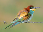 European Bee-eater