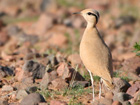 Cream-coloured Courser